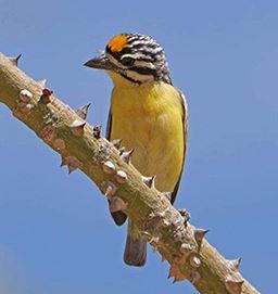 yellow-fronted tinkerbird in Ghana